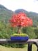 Acer Japónico en hojas de otoño sobre el Bosque